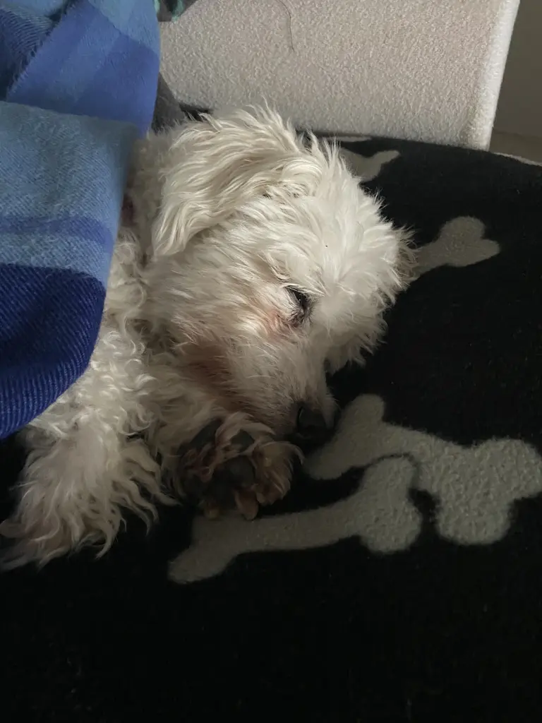 Condolence image of Frank