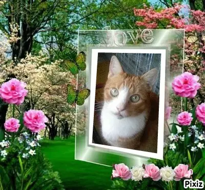 Condolence image of Tanja mit Timmy im Herzen 