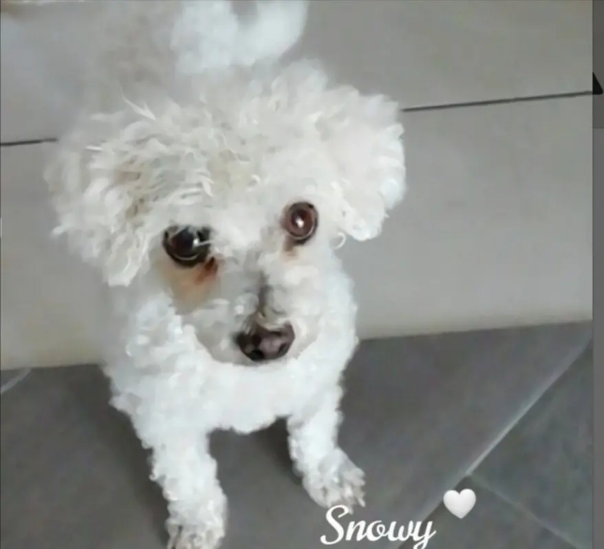 Condolence image of Gaby mit Snowy ❤️