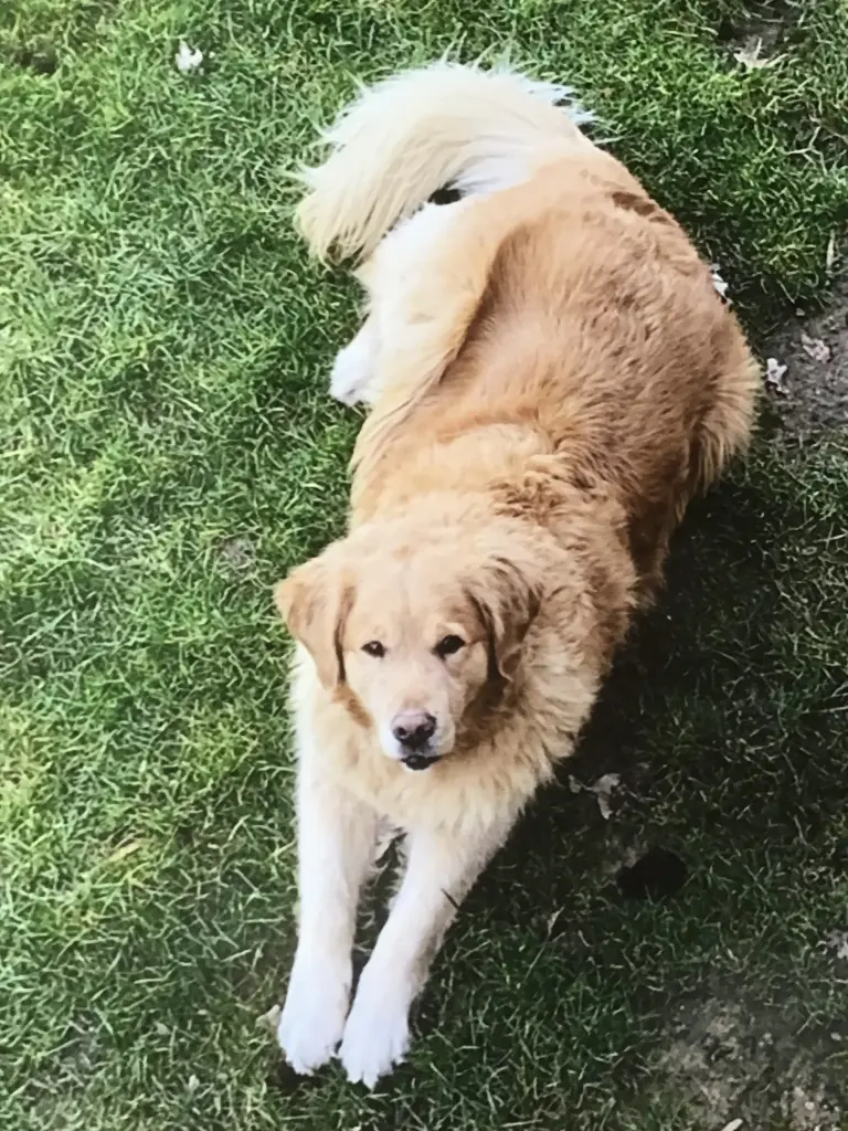 Condolence image of Angelika mit Luna ❤️