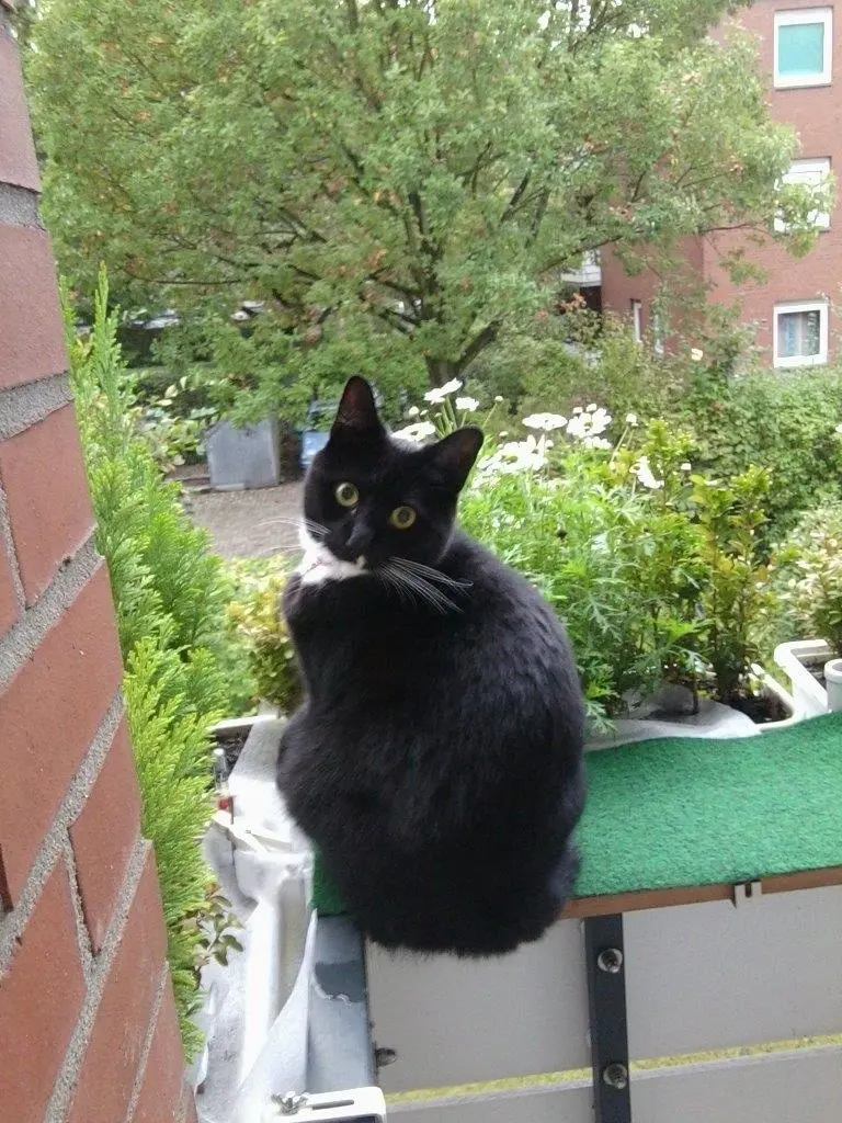 Condolence image of Heide mit Cita für immer im Herzen ❤️
