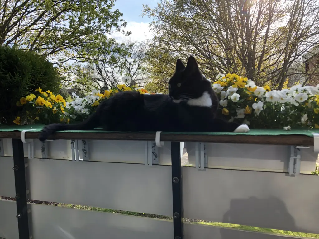 Condolence image of Heide mit Cita für immer im Herzen ❤️