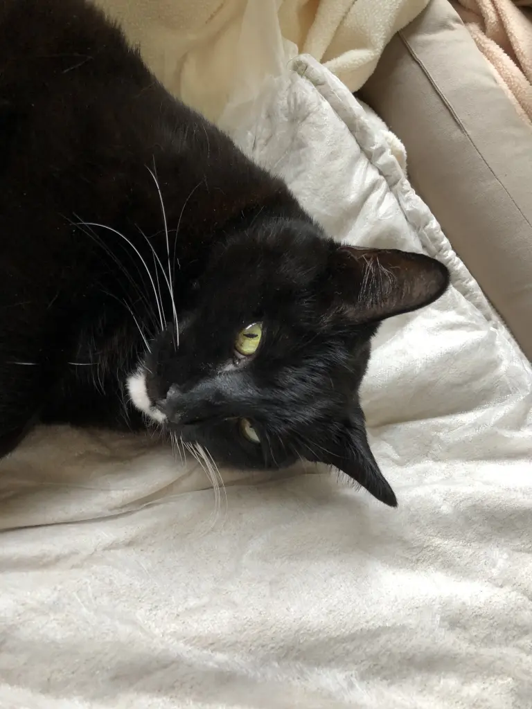 Condolence image of Heide mit Cita im Herzen ❤️