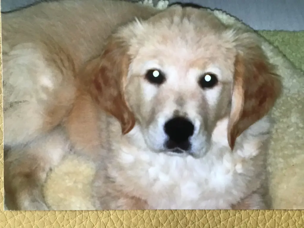 Condolence image of Angelika mit Luna ❤️