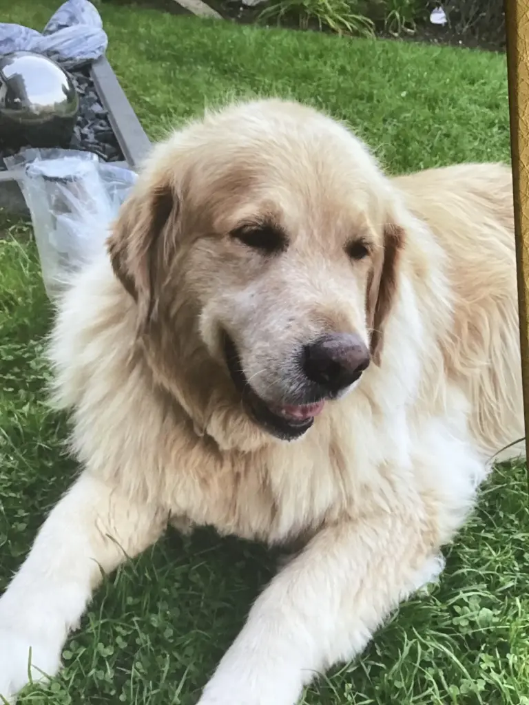 Condolence image of Angelika mit Luna ❤️