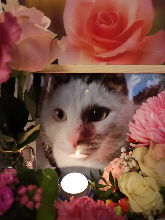 Condolence image of Olena mit Lesik für immer im Herzen ❤️
