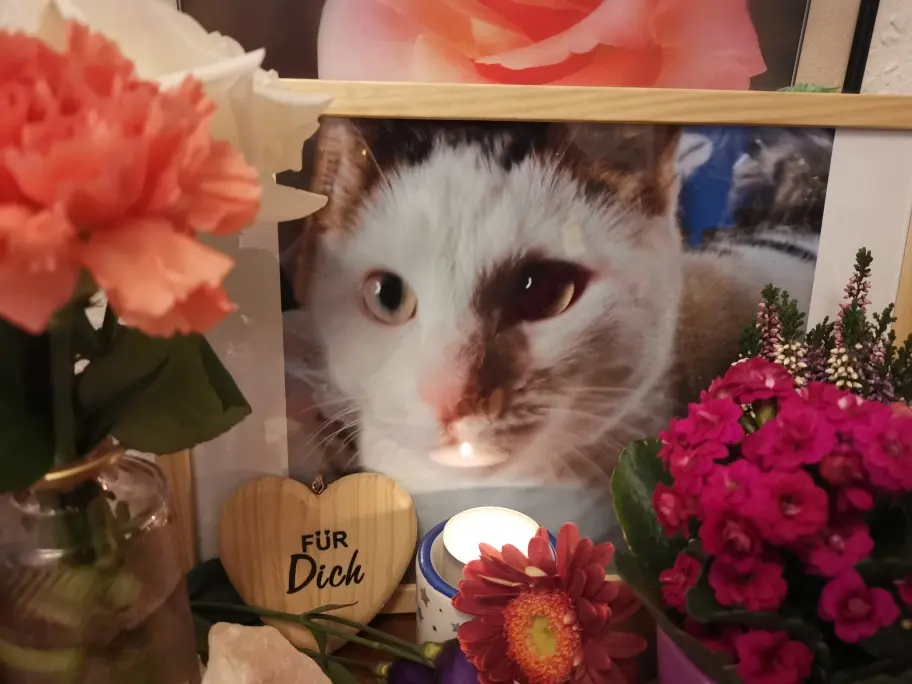 Condolence image of Olena mit Lesik für immer im Herzen ❤️