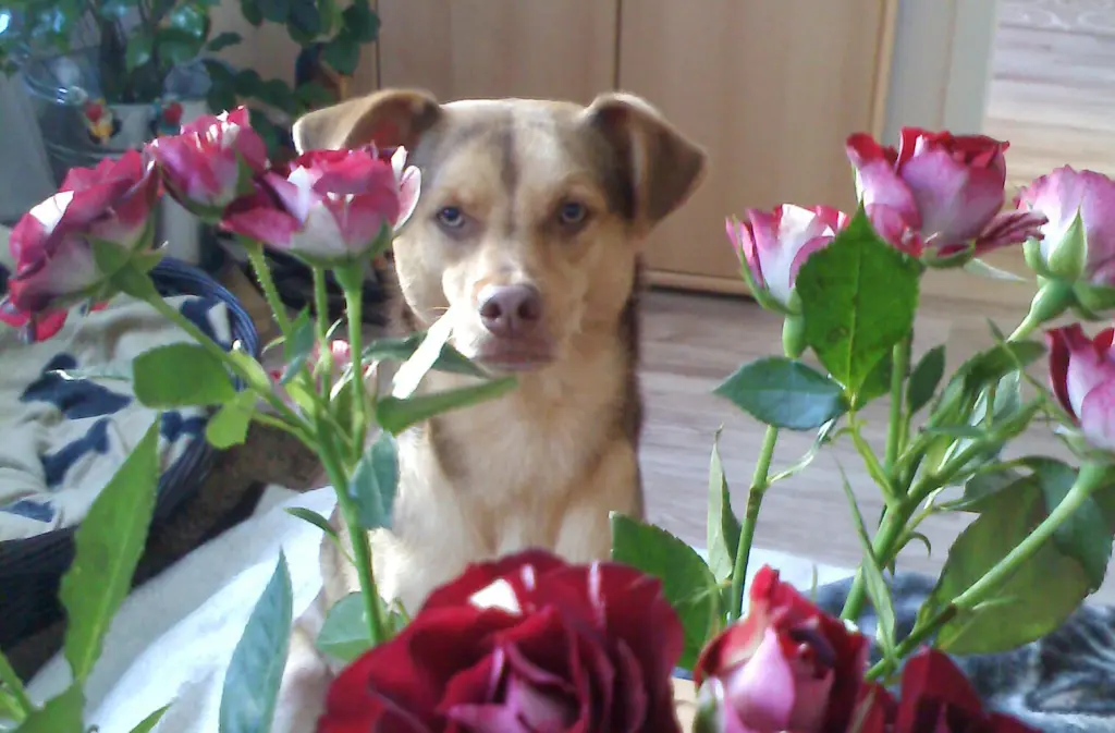 Andachtsbild von Gaby mit Chico im ❤