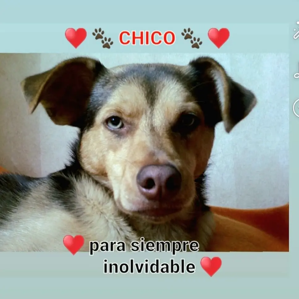 Bild von CHICO