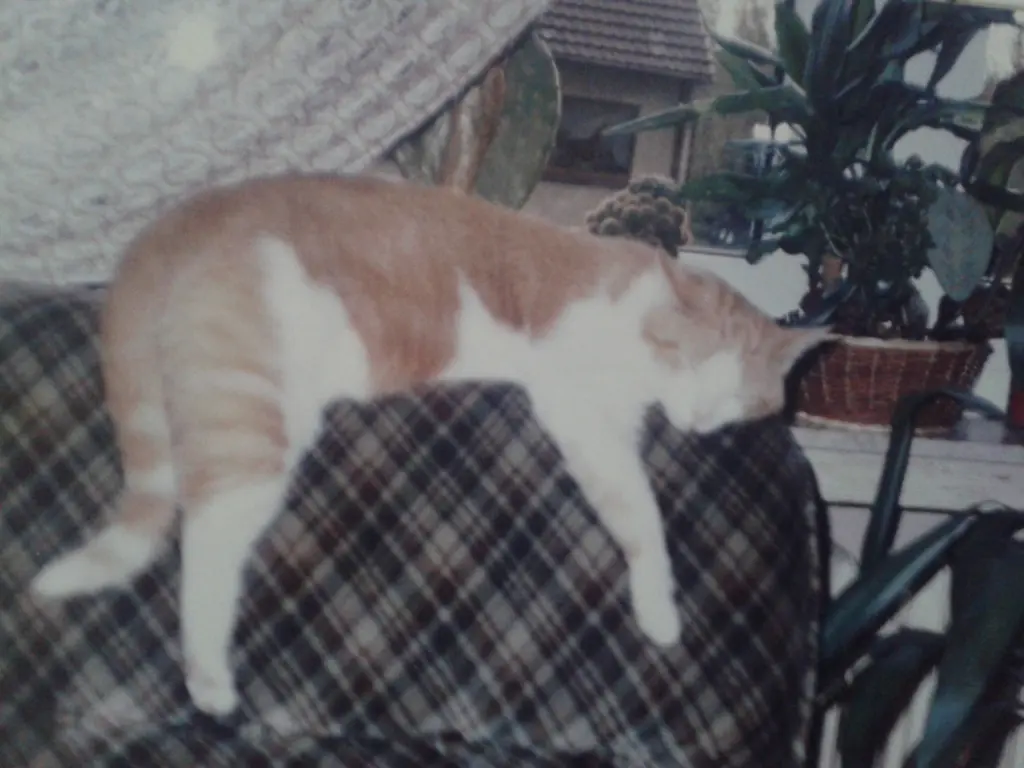 Image from " Felix "