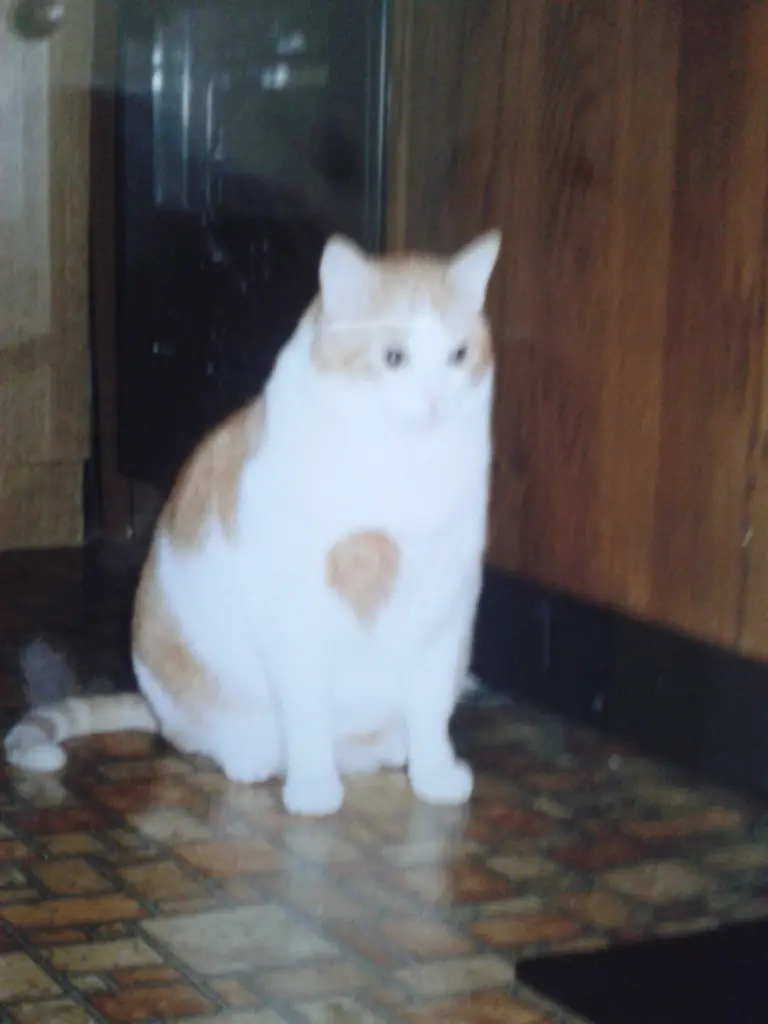 Image from " Felix "