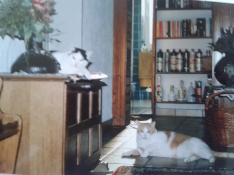 Image from " Felix "