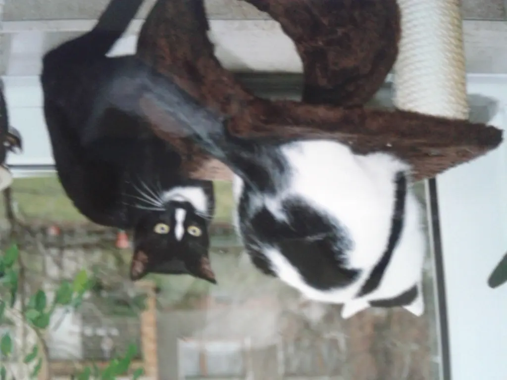 Image from " Felix "