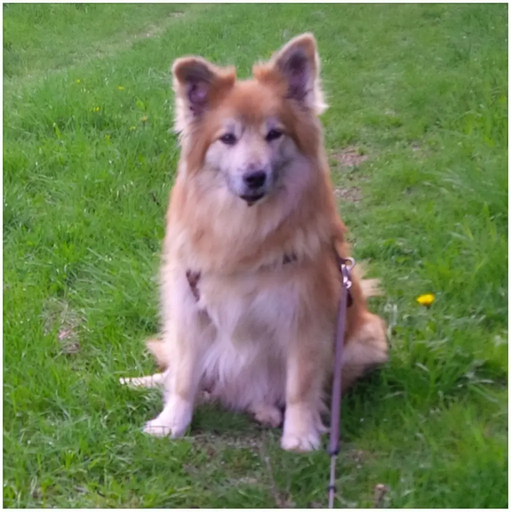 Image from Aska