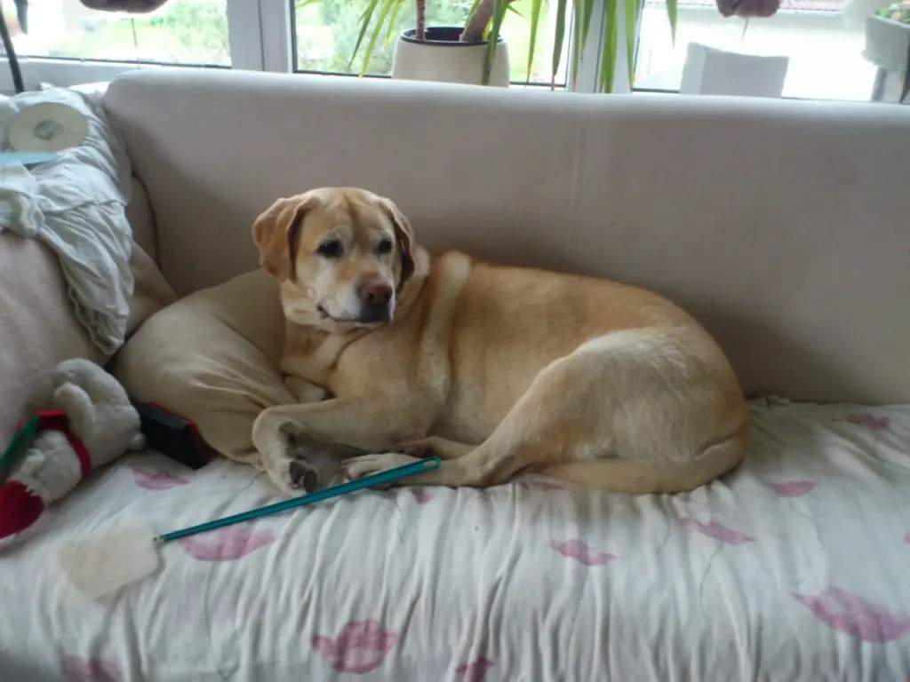 Image from Mabel