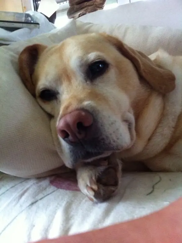 Image from Mabel