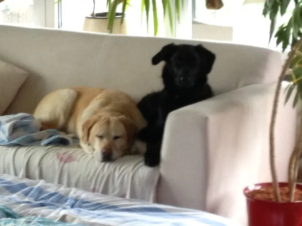 Image from Mabel
