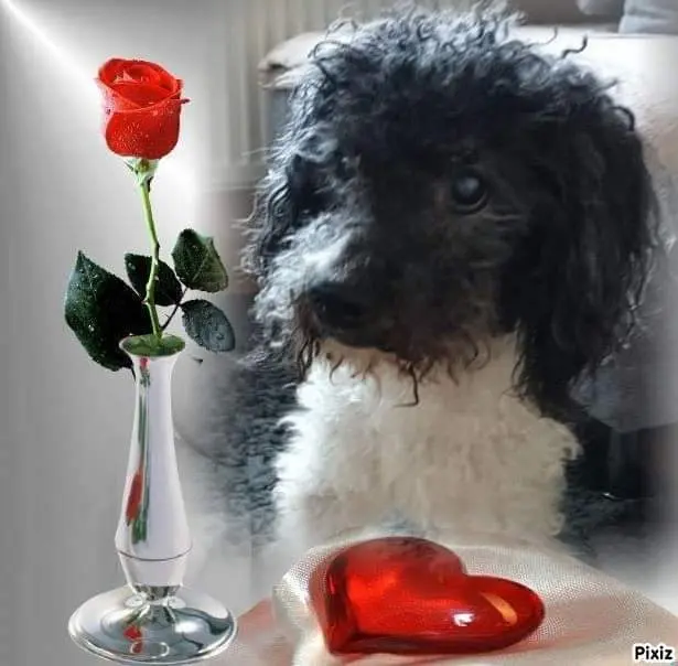 Condolence image of Melanie mit Micky