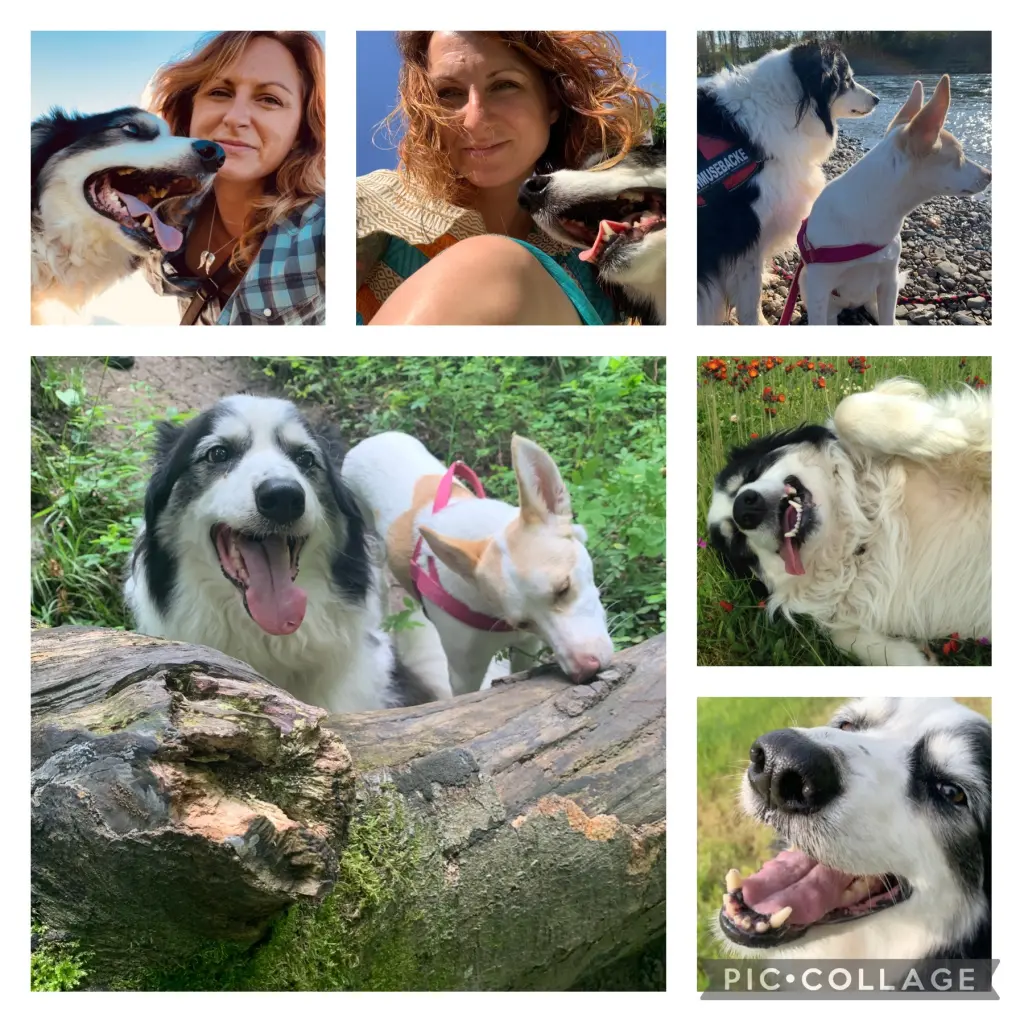 Image from Gizmo