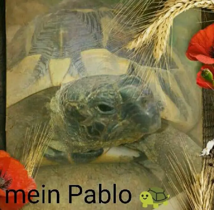 Image from Pablo