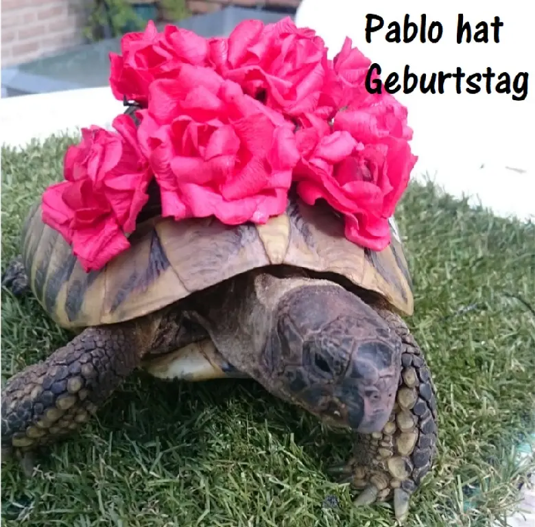Image from Pablo