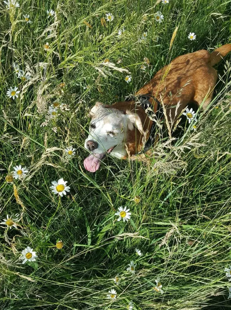 Condolence image of Sabine