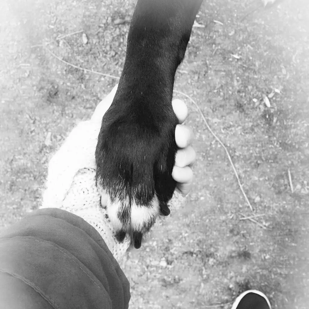 Image from Leika