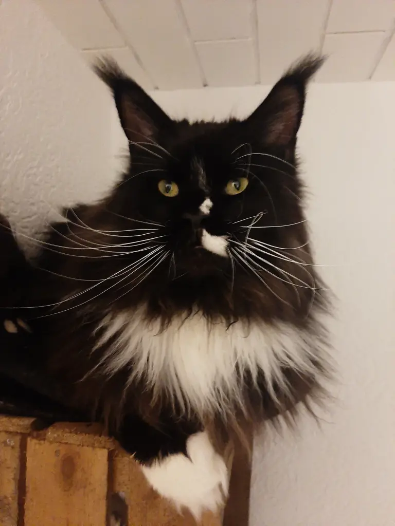 Image from Smokey