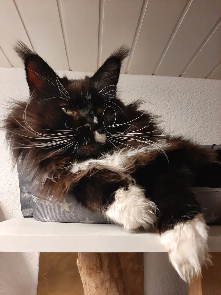 Image from Smokey