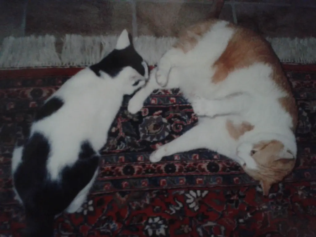 Image from Ferdinandt