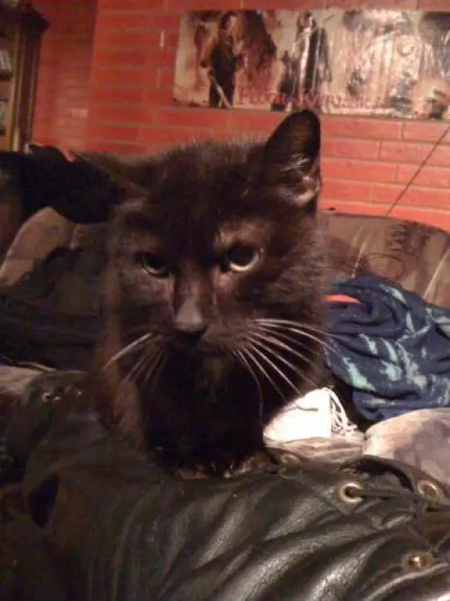 Image from Püppy