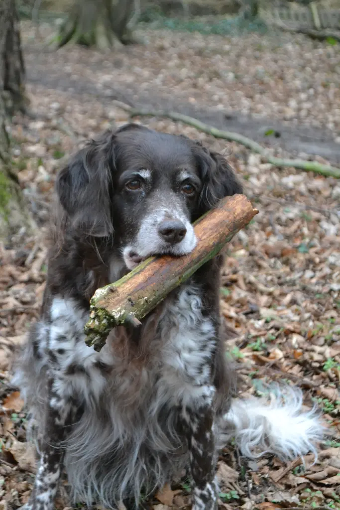 Image from Cessy