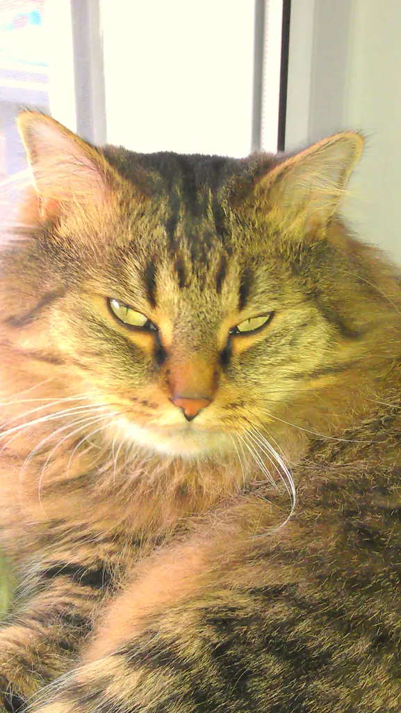 Condolence image of Ramona mit Rambo 