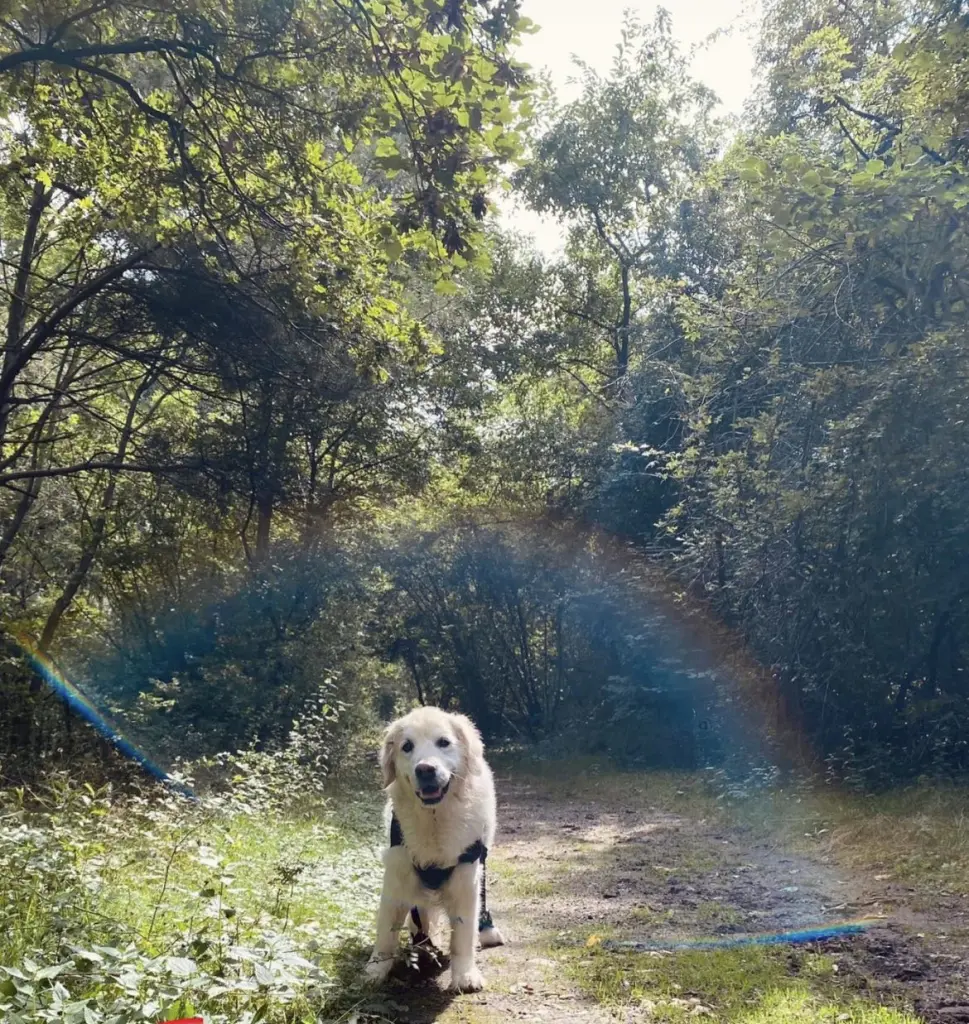 Image from Cooper 