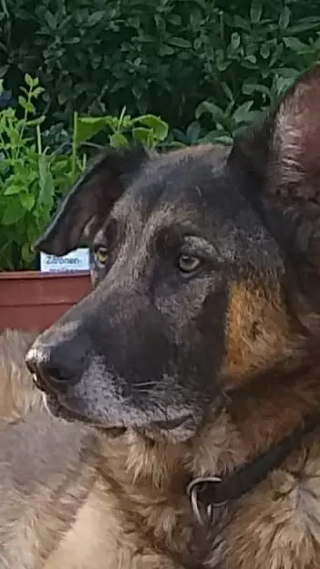 Condolence image of Dein Frauchen