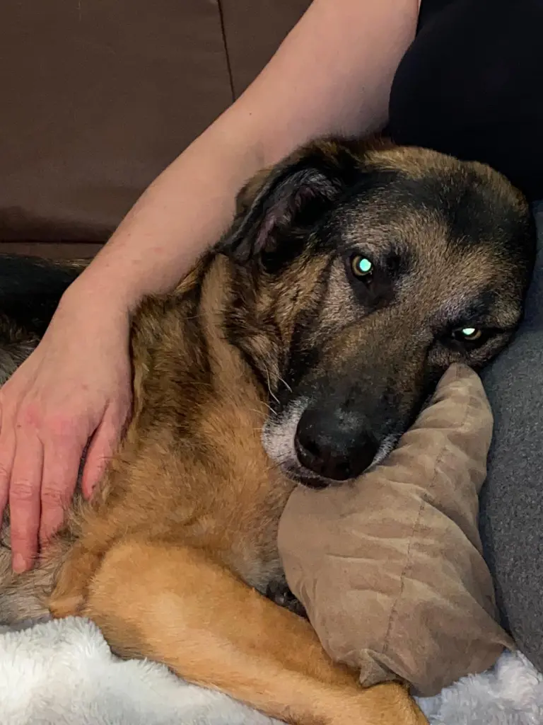 Condolence image of Frauchen♥️