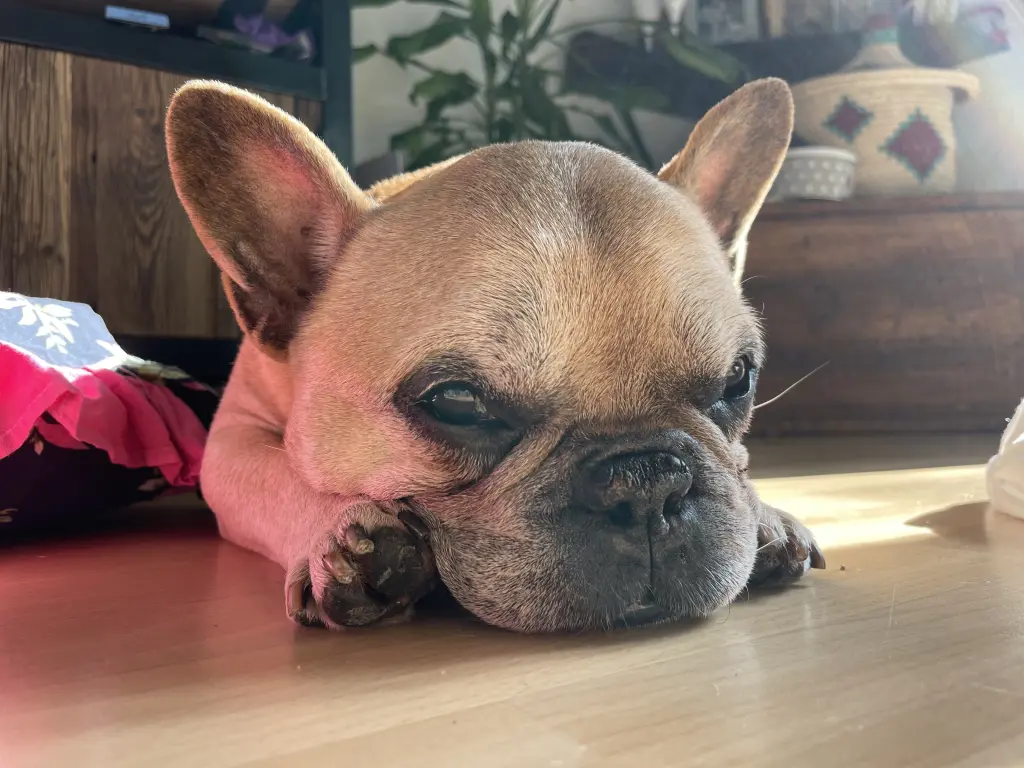 Image from Butch