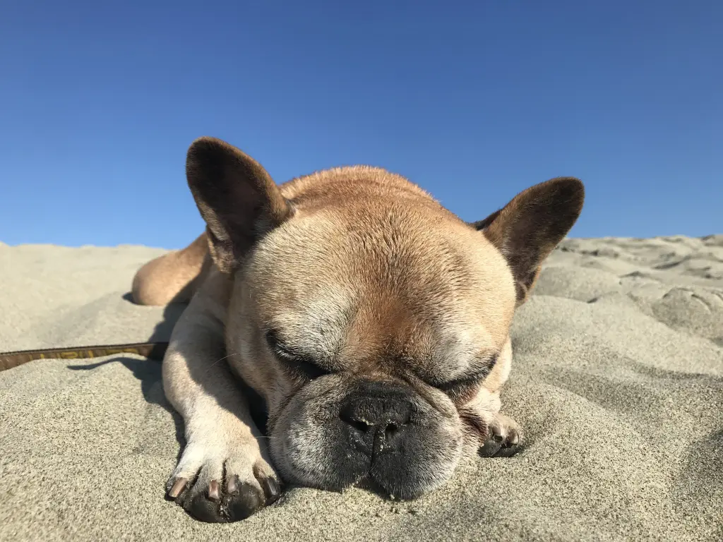 Image from Butch