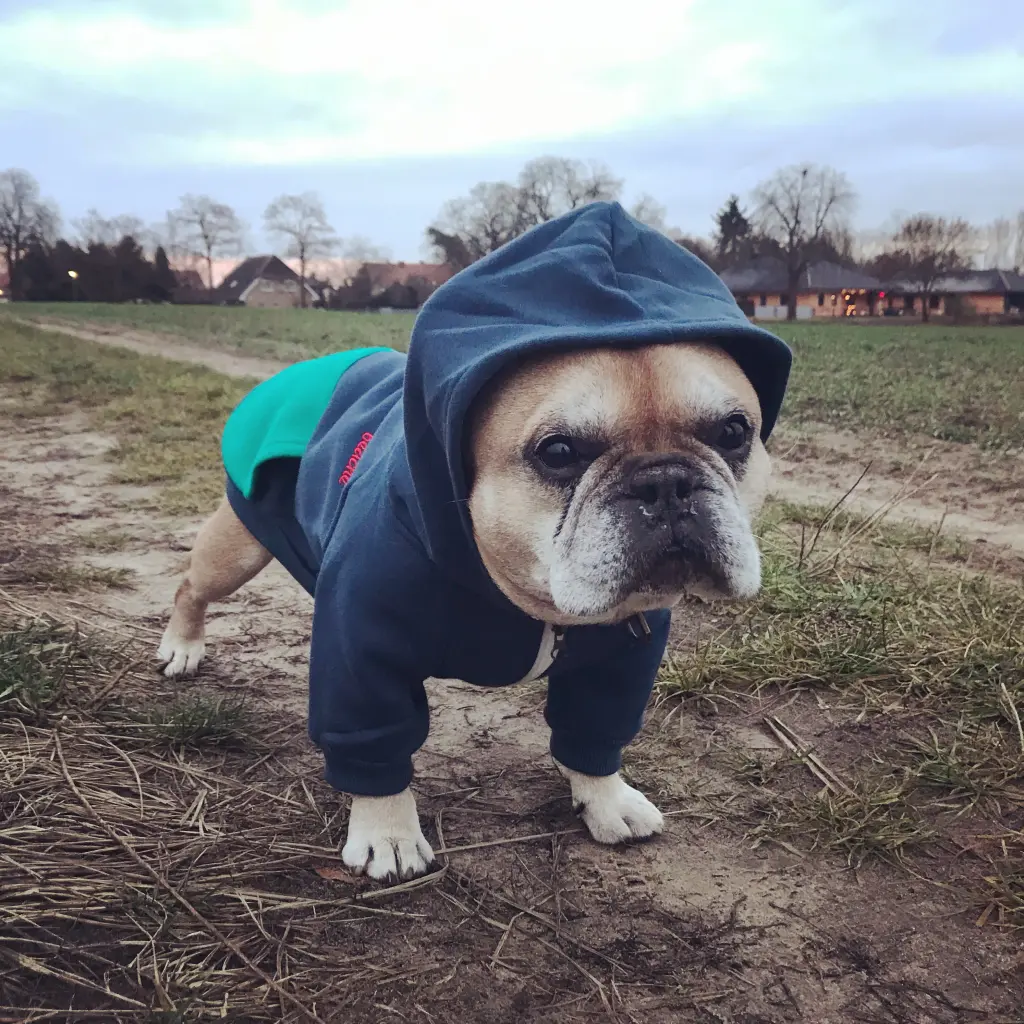 Image from Butch