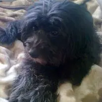 Andachtsbild von Silvia