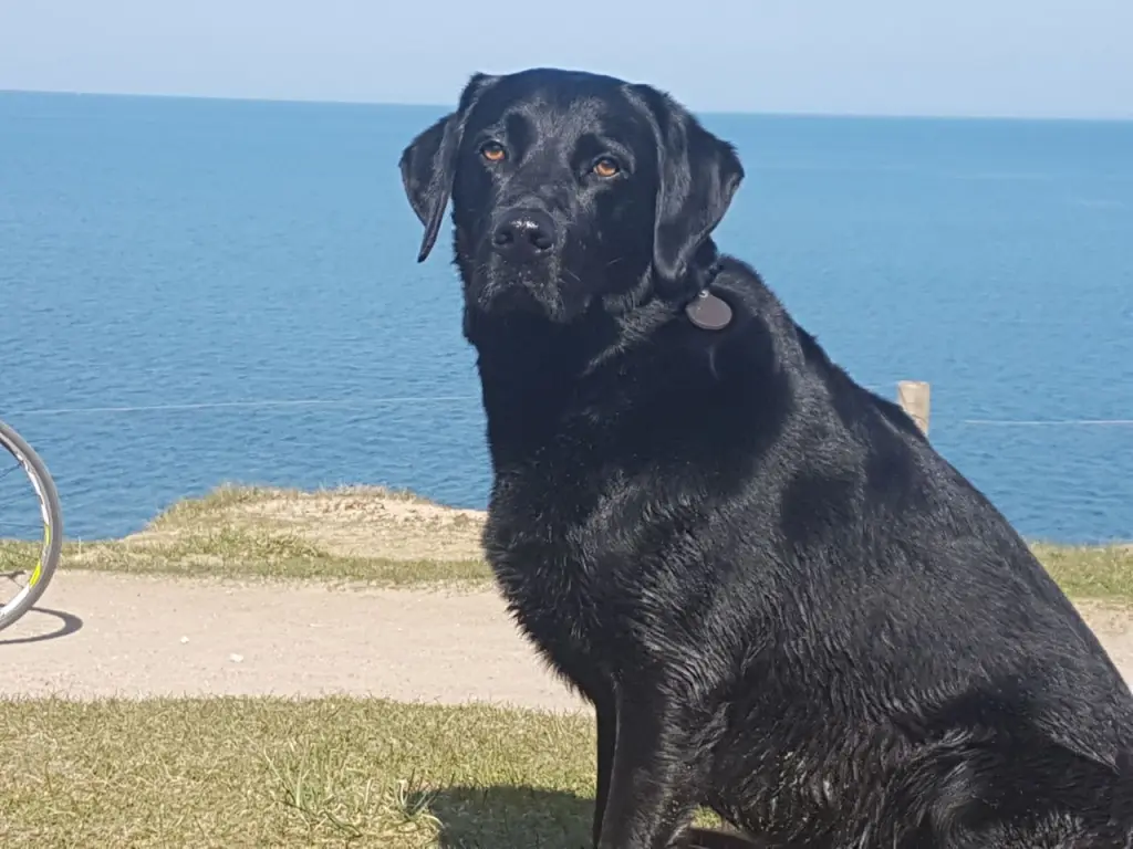 Andachtsbild von Eddi