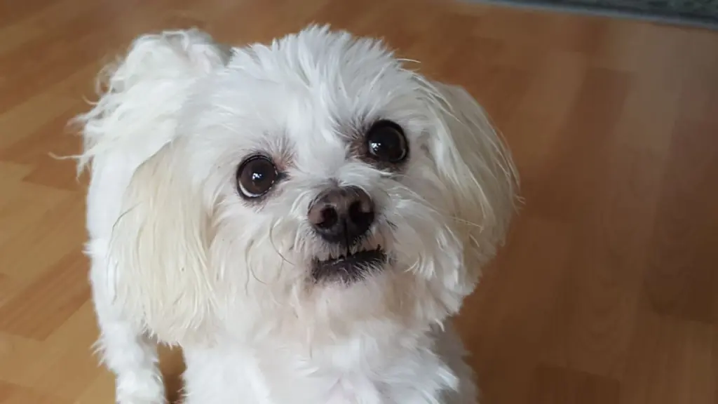 Andachtsbild von Elena mit Jack im ❤️