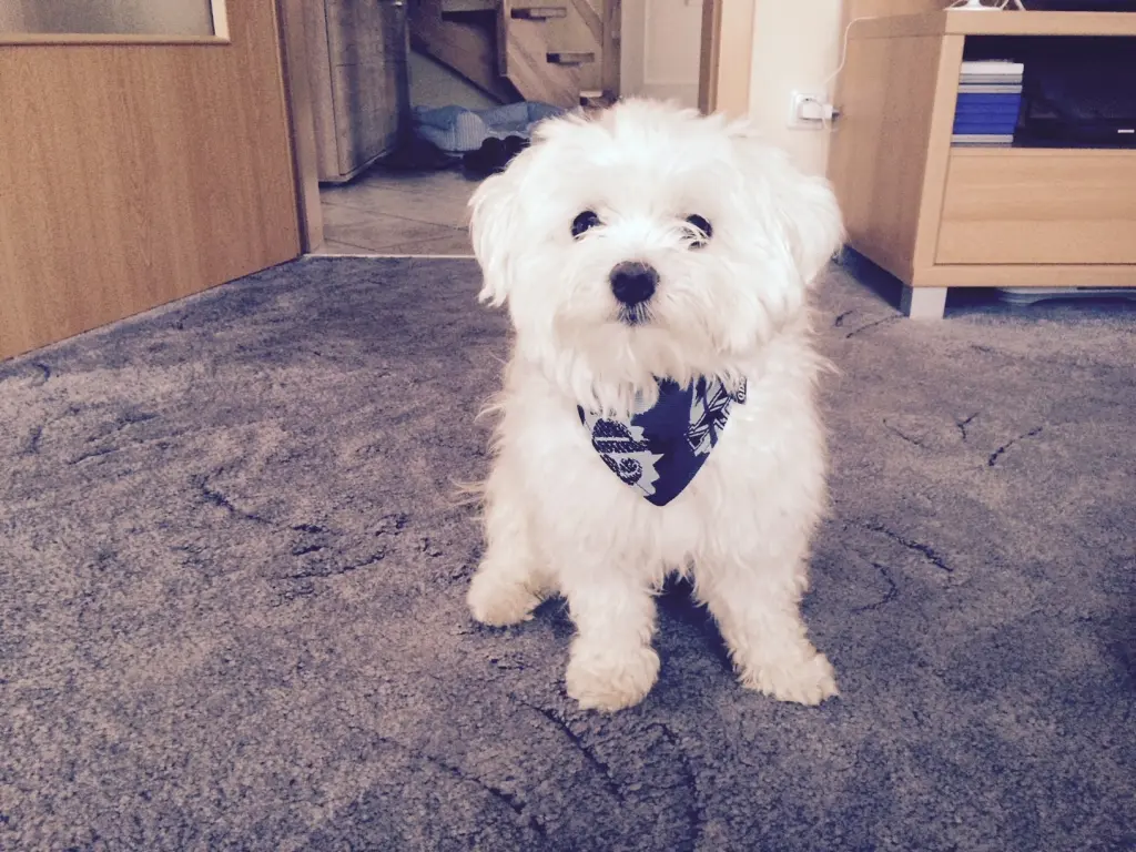 Andachtsbild von Steffi und Toni