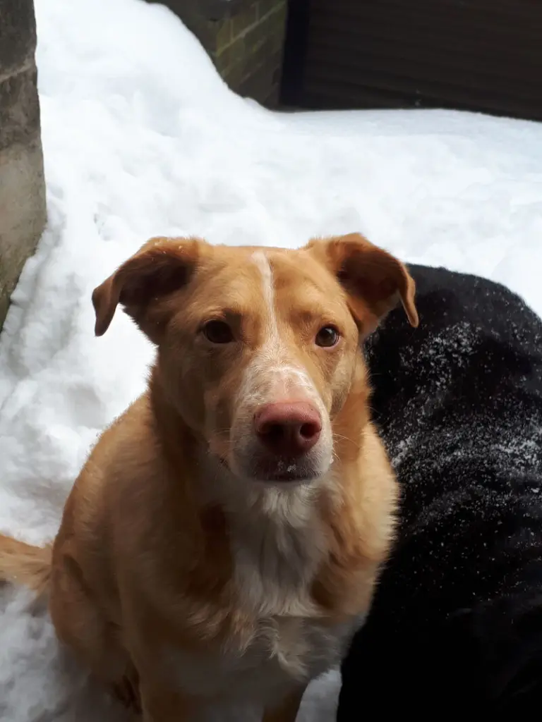 Andachtsbild von Elisabeth und Tell