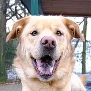 Andachtsbild von Kerstin mit Asko und Falco & Gerry im Herzen