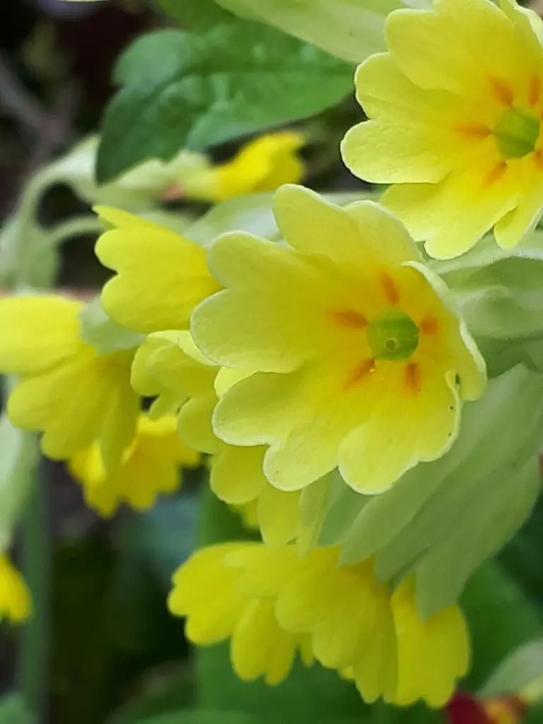 Andachtsbild von Simone