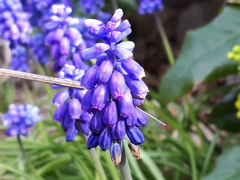 Andachtsbild von Simone