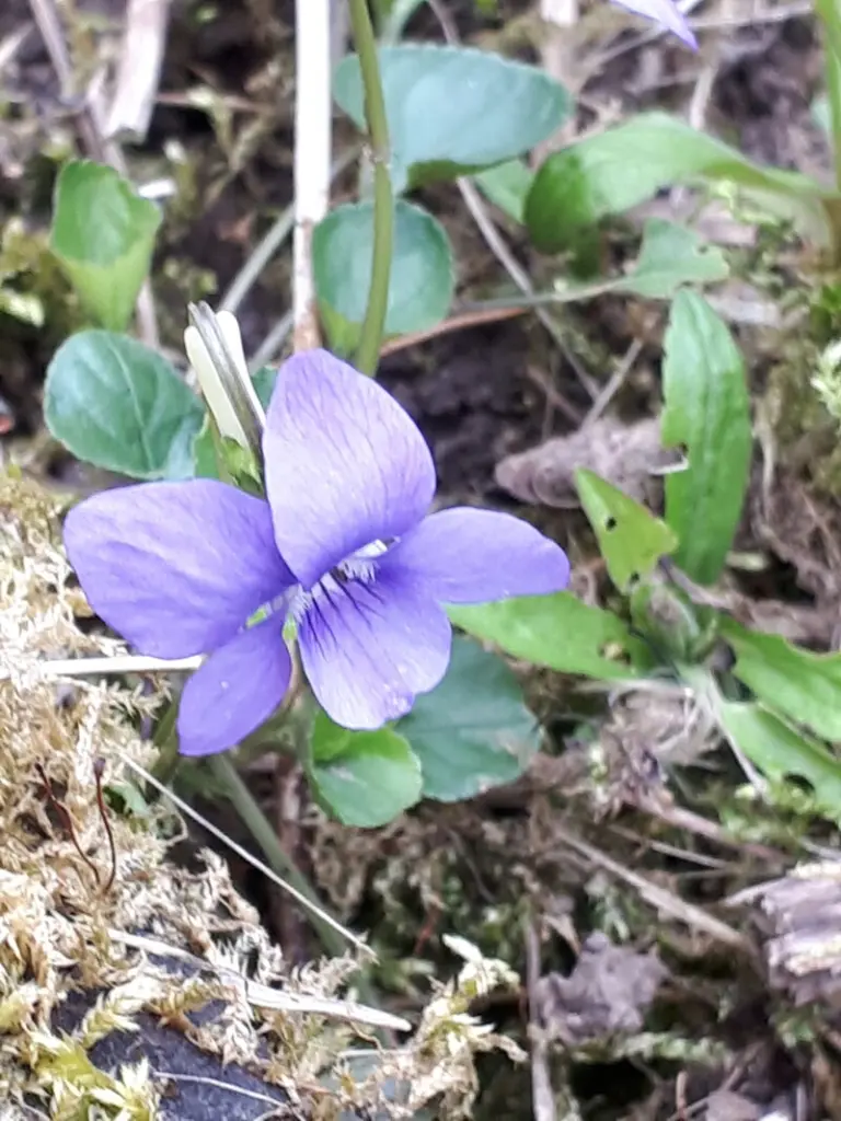 Andachtsbild von Simone