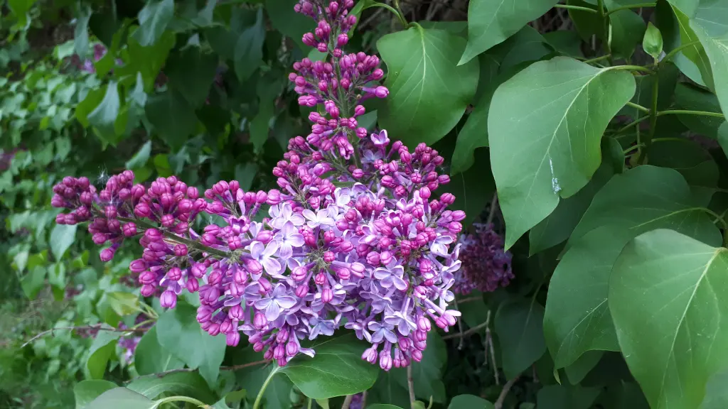 Andachtsbild von Simone