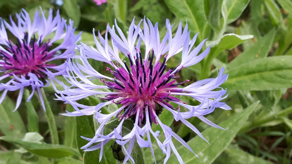 Andachtsbild von Simone